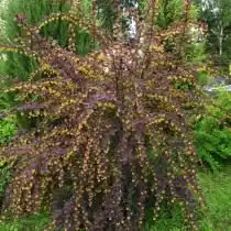 Барбарис оттавский (Berberis x ottawensis)