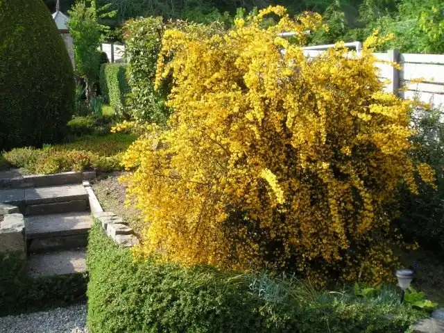 Цветение барбариса Тунберга