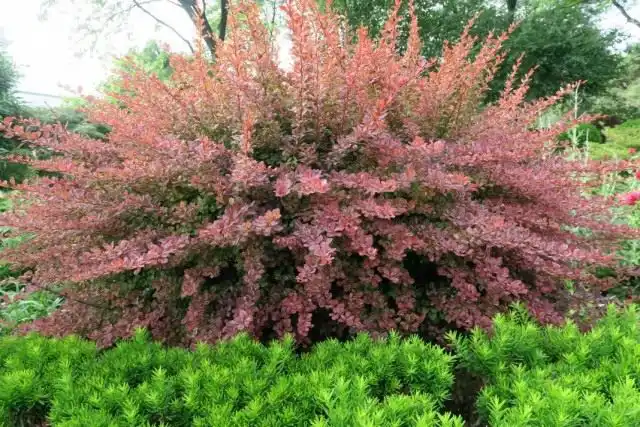 Барбарис тунберга «Роуз Глоу» (Berberis thunbergii 'Rose Glow')