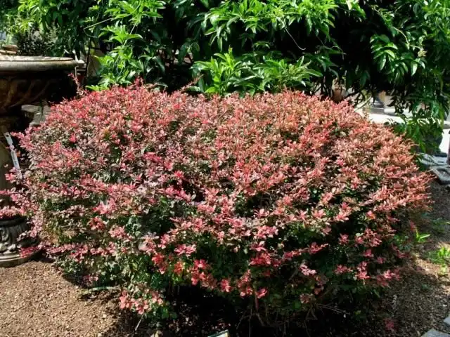 Барбарис обыкновенный (Berberis vulgaris)