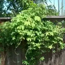 Акебия пятерная (Akebia quinata)