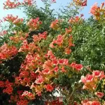 Кампсис укореняющийся, или Текома (Campsis radicans)