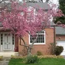 Багрянник канадский, или Церцис канадский (Cercis canadensis)