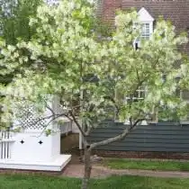 Снежноцвет виргинский, или Хионантус виргинский (Chionanthus virginicus)