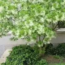 Снежноцвет виргинский, или Хионантус виргинский (Chionanthus virginicus)