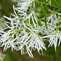 Снежноцвет виргинский, или Хионантус виргинский (Chionanthus virginicus)