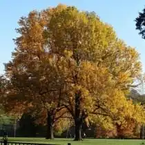 Лириодендрон тюльпановый, или тюльпанное дерево настоящее, или лиран (Liriodendron tulipifera)