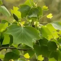 Лириодендрон тюльпановый, или тюльпанное дерево настоящее, или лиран (Liriodendron tulipifera)