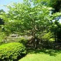 Стиракс японский (Styrax japonicus)