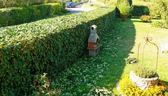 Зелёная изгородь после стрижки