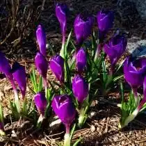 Крокус, или Шафран (Crocus)