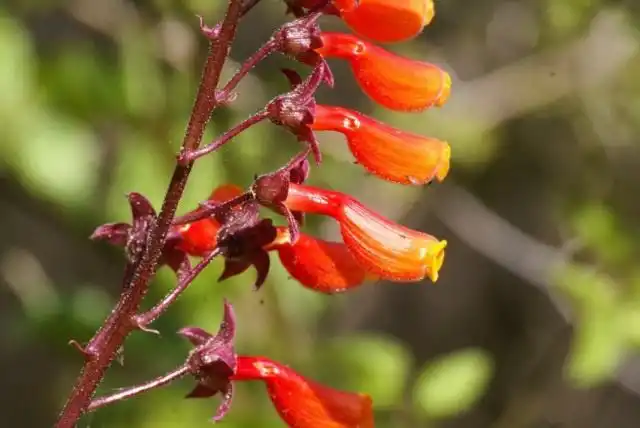 Вислоплодник, или Эккремокарпус шероховатый (Eccremocarpus scaber)