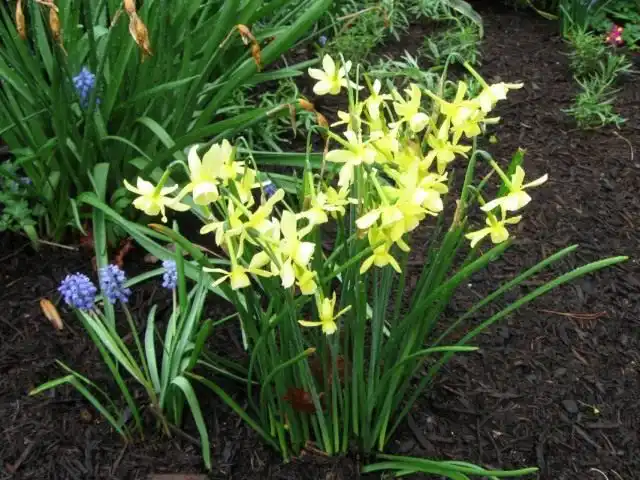 Весенние луковичные