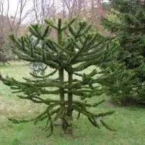 Араукария чилийская (Araucaria araucana)