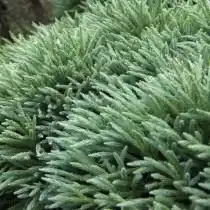 Криптомерия японская (Cryptomeria japonica)