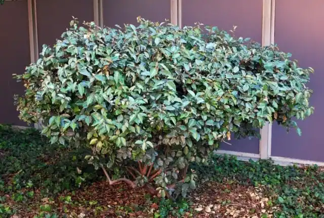 Лох колючий (Elaeagnus pungens)