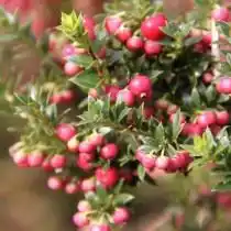Гаультерия остроконечная (Gaultheria mucronata)