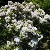 Кальмия широколистная (Kalmia latifolia)