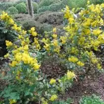 Барбарис падуболистный (Berberis aquifolium), или Магония падуболистная (Mahonia aquifolium)