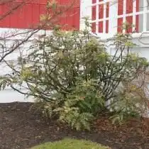 Магония Била (Mahonia bealei)