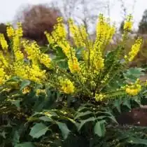 Магония средняя (Mahonia media)