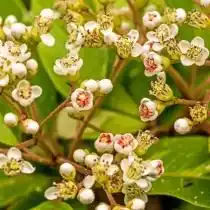 Фотиния Давида (Photinia davidiana)