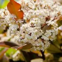 Фотиния Фразера (Photinia fraseri)