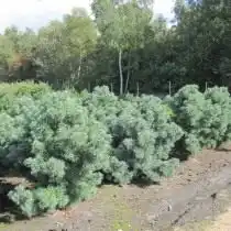 Cосна мелкоцветная «Schoon’s Bonsai» (Pinus parviflora)
