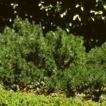 Сосна горная, или Сосна стланиковая европейская (Pinus mugo)