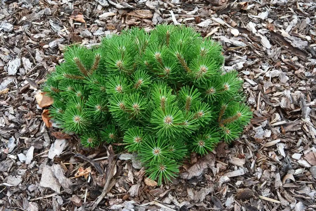Сосна черная «Нана» (Pinus nigra)