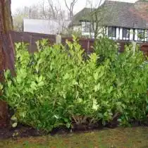 Лавровишня лекарственная (Prunus laurocerasus)