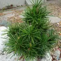 Сциадопитис мутовчатый (Sciadopitys verticillata)