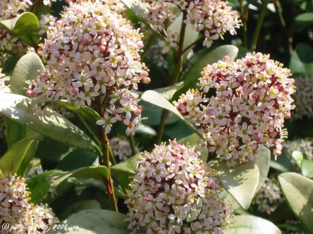 Скиммия японская (Skimmia japonica)