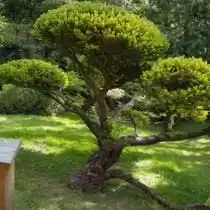 Тис ягодный «Dovastonii Aurea» (Taxus baccata)