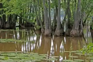 Нисса водяная (Nyssa aquatica)