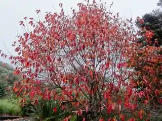 Нисса китайская (Nyssa sinensis)