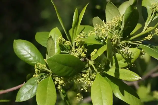 Нисса лесная (Nyssa sylvatica)