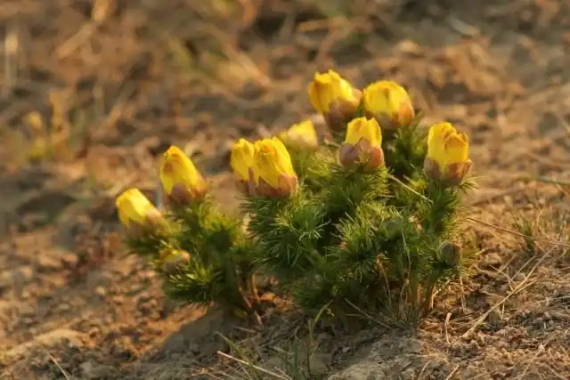 Адонис весенний, или Горицвет весенний (Adonis vernalis)
