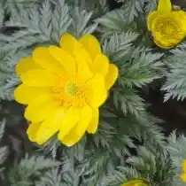 Адонис амурский (Adonis amurensis)