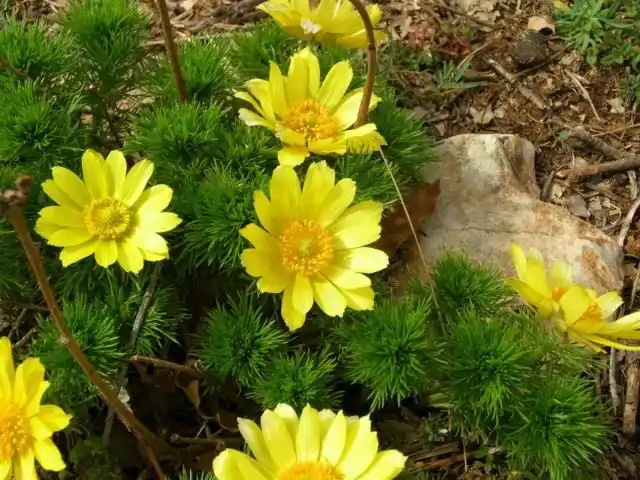 Адонис весенний, или Горицвет весенний (Adonis vernalis)