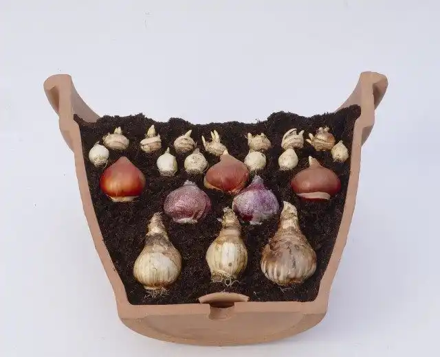 Посадка нескольких видов луковичных в один контейнер