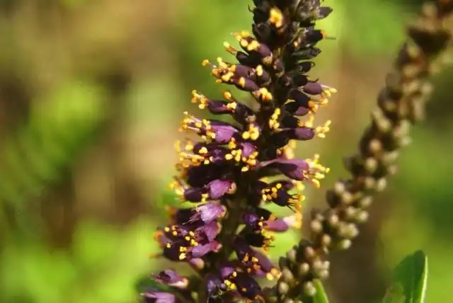 Соцветие аморфы