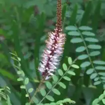 Аморфа травянистая (Amorpha herbaceae)