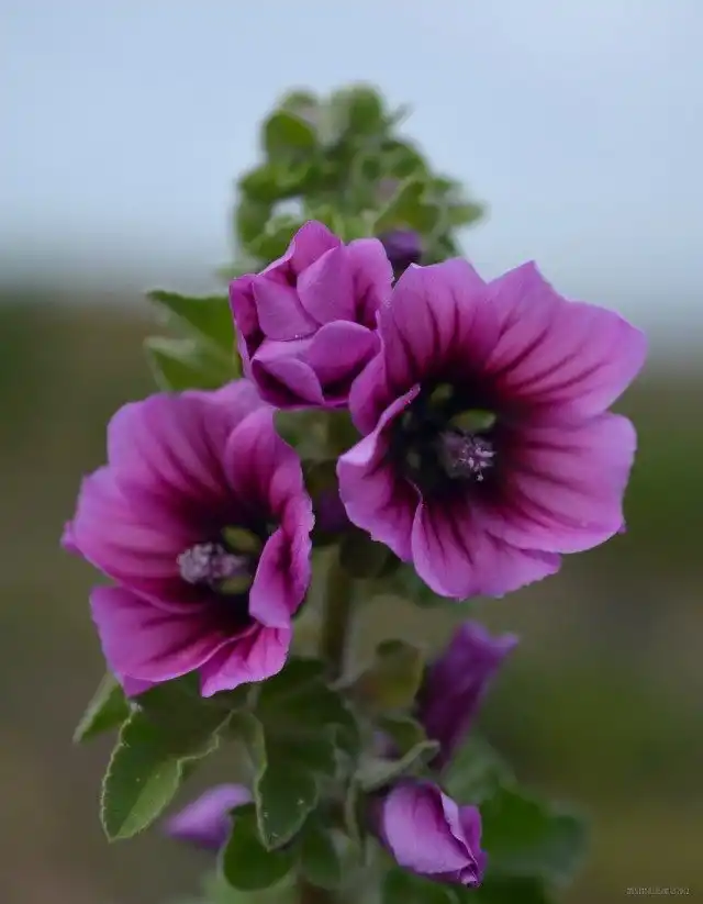 Mалопа трехнадрезная (Malope trifida)