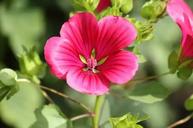 Mалопа трехнадрезная (Malope trifida)