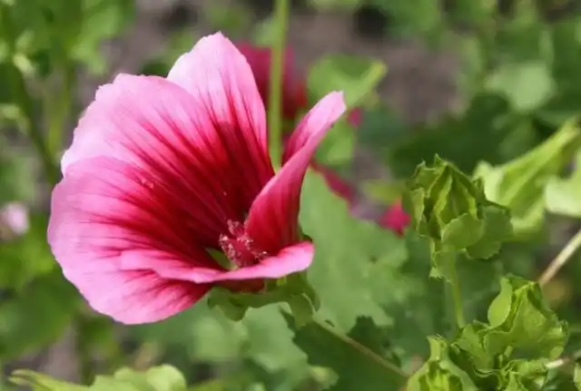 Mалопа трехнадрезная (Malope trifida)