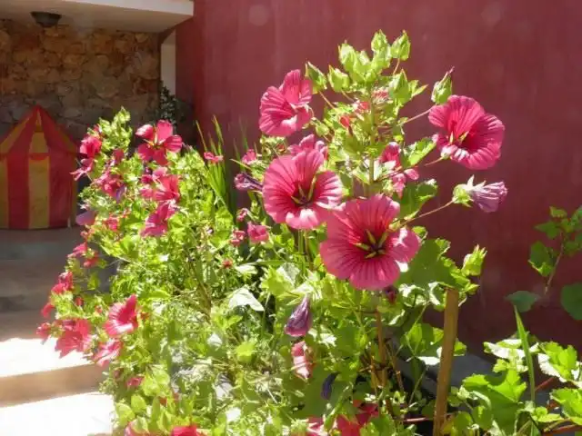 Mалопа трехнадрезная (Malope trifida)