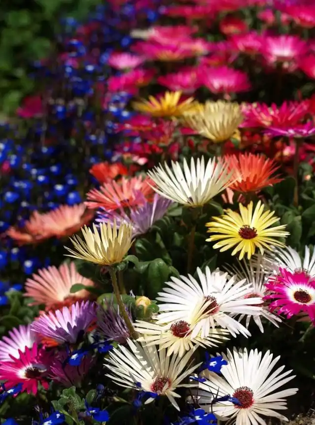 Доротеантус (Dorotheanthus)