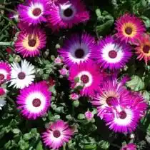 Доротеантус маргаритковый (Dorotheanthus bellidiformis)