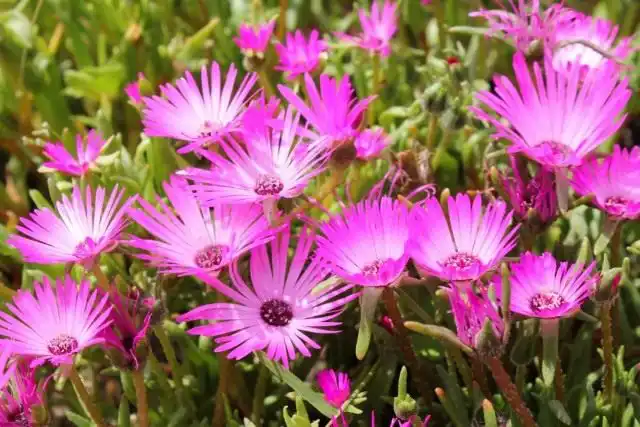 Доротеантус безлепестковый (Dorotheanthus apetalus), или Доротеантус злаковидный (Dorotheanthus gramineus)